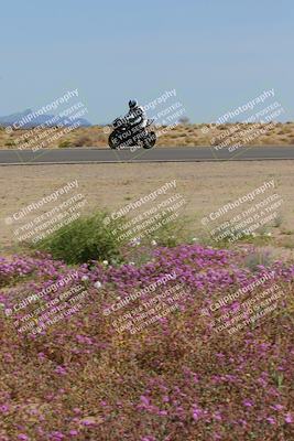 media/Mar-12-2023-SoCal Trackdays (Sun) [[d4c8249724]]/Turn 15 Inside Bloom (130pm)/